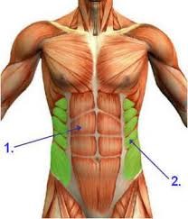 Human torso depicting muscles; highlighting the obliques (also known as Musculus Obliquus Externus Abdominis)