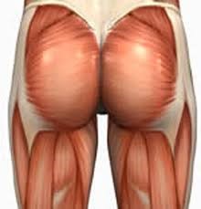 Biggest glute muscle (also known as Musculus Gluteus Maximus)