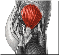 Middle glute muscle (also known as Musculus Gluteus Medius)