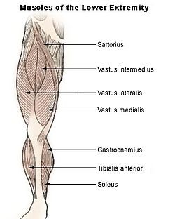 Side view of biggest and strong part of quadriceps (also known as Vastus Lateralis)